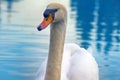 Mute Swan said most beautiful Regal bird Royalty Free Stock Photo