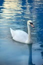 Mute swan said most beautiful regal bird Royalty Free Stock Photo