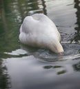 Mute Swan said most beautiful Regal bird Royalty Free Stock Photo