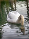 Mute Swan said most beautiful Regal bird Royalty Free Stock Photo
