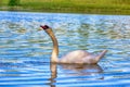 Mute Swan said most beautiful Regal bird Royalty Free Stock Photo