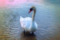 Mute Swan said most beautiful Regal bird Royalty Free Stock Photo