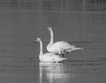Two Mute Swans (Cygnus olor) Relaxing on the Lake