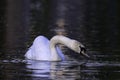 mute swan searching for food on pond Royalty Free Stock Photo