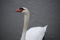 A Mute Swan Swims On A Lake Royalty Free Stock Photo