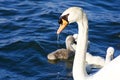 The mute swan seems to be tired Royalty Free Stock Photo