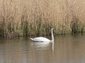 A Mute swan seen from from Headley Hide