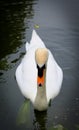 Mute Swan seen waiting to be fed by the side of a large inland waterway. Royalty Free Stock Photo