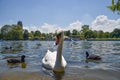Mute swan in Hyde Park, London, UK Royalty Free Stock Photo