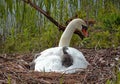 Mother love. A swan with her two youngsters. Royalty Free Stock Photo