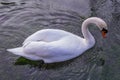 Mute Swan On A Small Stream