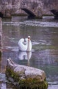 Mute Swan On A Small Stream