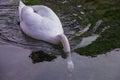 Mute Swan On A Small Stream