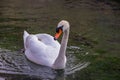 Mute Swan On A Small Stream