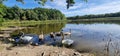 The mute swan is a species of swan and a member of the waterfowl family Anatidae