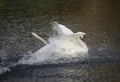 Mute swan in splash down on a lake Royalty Free Stock Photo