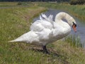 Mute swan standing on the bank of a river with blowing feathers and an orange beak. Royalty Free Stock Photo