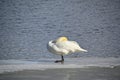 mute swan standing on ice near water Royalty Free Stock Photo