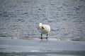 mute swan standing on ice near water Royalty Free Stock Photo