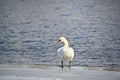 mute swan standing on ice near water Royalty Free Stock Photo