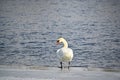 mute swan standing on ice near water Royalty Free Stock Photo