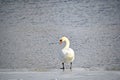 mute swan standing on ice near water Royalty Free Stock Photo