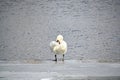 mute swan standing on ice near water Royalty Free Stock Photo