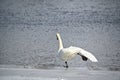 mute swan standing on ice near water Royalty Free Stock Photo