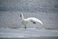 mute swan standing on ice near water Royalty Free Stock Photo