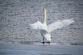 mute swan standing on ice near water Royalty Free Stock Photo