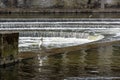 Swan on Pultney weir