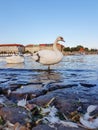 Large mute swan on edge Vltava River