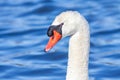 Mute Swan Stares At Camera