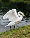 Mute swan stretching