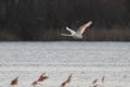 Mute Swan Sunset Flight Royalty Free Stock Photo