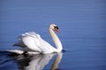 Mute Swan swimming Royalty Free Stock Photo