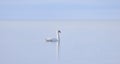 A lone Mute swan swimming on the calm waters of Lake Ontario, Canada on a cold winter morning