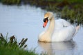Mute swan swimming in ditch Royalty Free Stock Photo