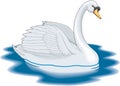 Mute Swan Swimming Illustration