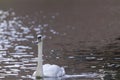 Mute swan