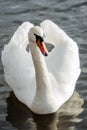 Mute swan swimming on the lake, frontal view Royalty Free Stock Photo