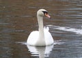 Mute swan swimming in a lake in winter Royalty Free Stock Photo