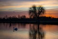 Mute swan swimming in a pond at sunrise on a wintery day in Bushy Park