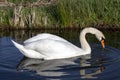Mute swan swimming with reflection, white plumage, an orange beak bordered with black and a pronounced knob atop. Royalty Free Stock Photo