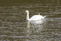 Mute Swan Royalty Free Stock Photo