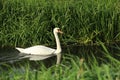 Mute Swan On The Rhyne Royalty Free Stock Photo
