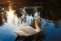 Mute swan Royalty Free Stock Photo