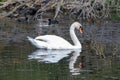 Mute swan swimming in the water in Spring with amazing reflections of the animal in the water Royalty Free Stock Photo