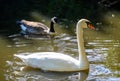 A mute swan swims on a lake with a Canada goose behind Royalty Free Stock Photo