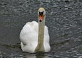 A mute swan swims on a lake Royalty Free Stock Photo